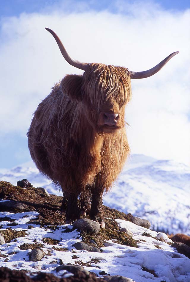 0_my_photographs_scotland_-_highland_cow_vv19_largest.jpg
