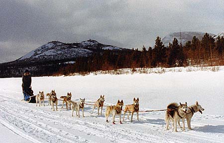 10seppalasleddogs.jpg