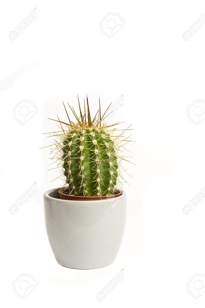 11804592-cactus-gray-flower-pot-on-a-white-background-.jpg
