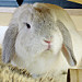 148992020_2f045da215_s.jpg