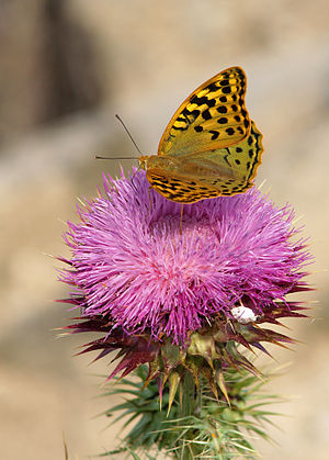 300px-Argynnis_pandora_LC0052.jpg