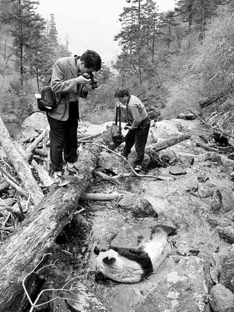 4581panda.jpg