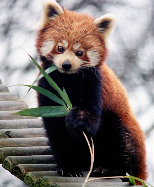 491px-Ailurus_fulgens_RoterPanda_LesserPanda.jpg