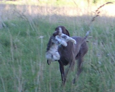 8-19-07%20Tiny%20Rabbit%20Retrieve.jpg