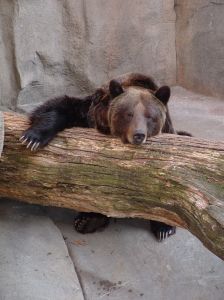 83279_bored_bear.jpg