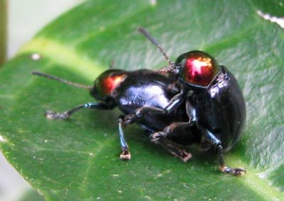 9beetlesmountgs.jpg