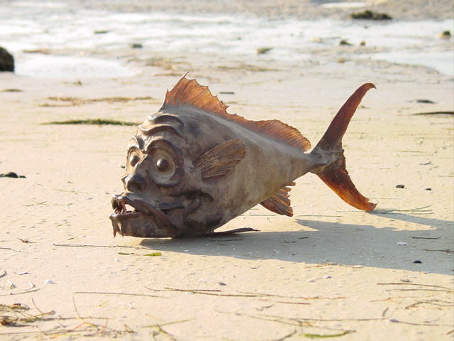 alienfish.jpg