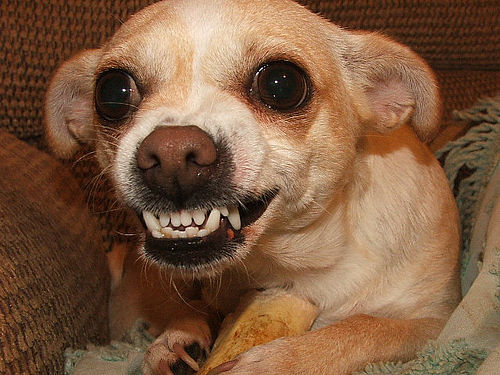 angry-dog1.jpg