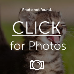 AnimatedCat.gif