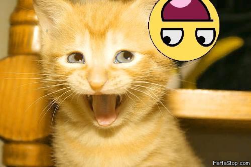 Awsome_Smiley_Cat.jpg