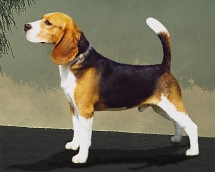beagle_william.jpg