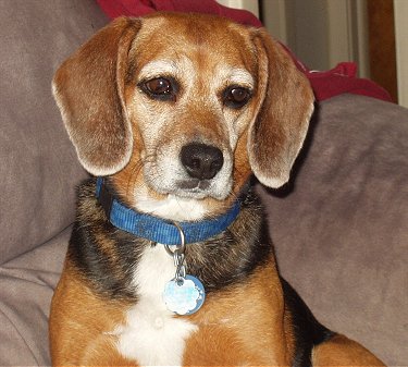 BeagleBlackTanLucy.JPG