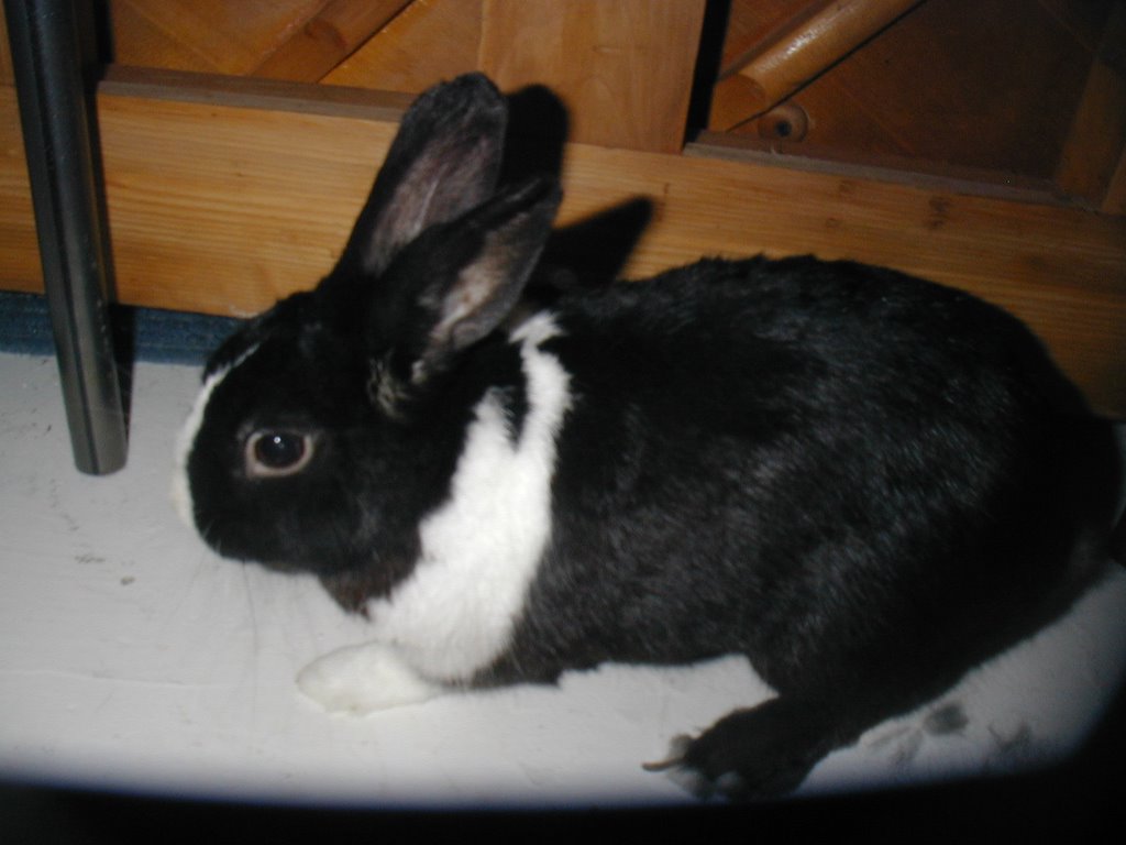 Bugsy7.jpg
