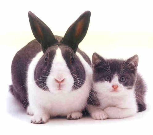 bunny-kitty.jpg