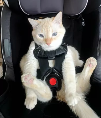 catseat.png