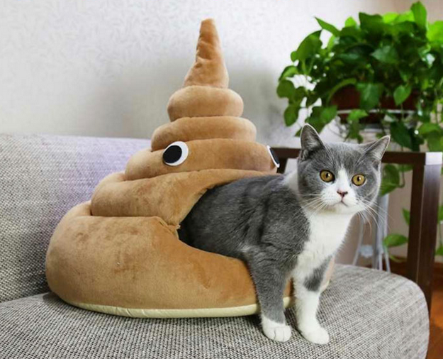 caturd.png
