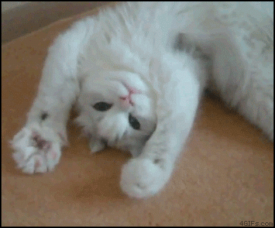 cqLpz.gif