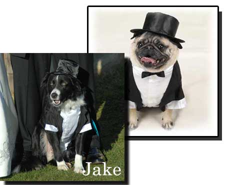 dog-clothes-tuxedo-1.jpg