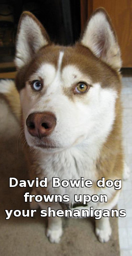 dog_bowie.jpg