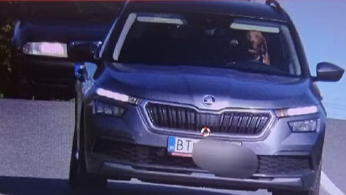 dog_driving.jpg