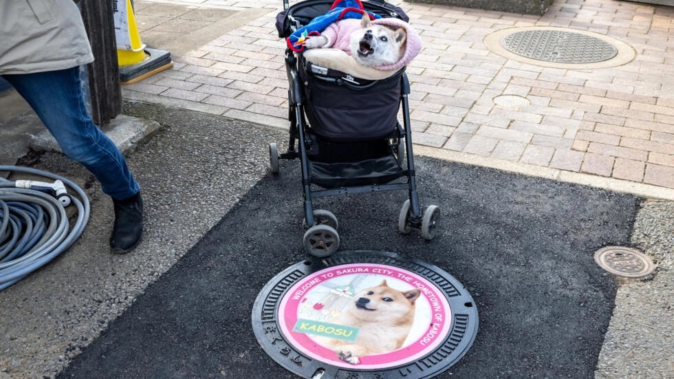 dogedog.jpg