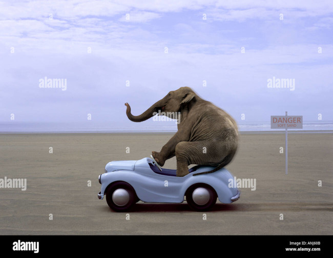 elephant-driving-small-blue-car-on-beach-ANJ60B-429070383.jpg