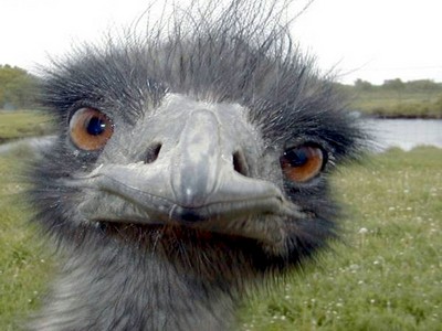 emu-small.jpg