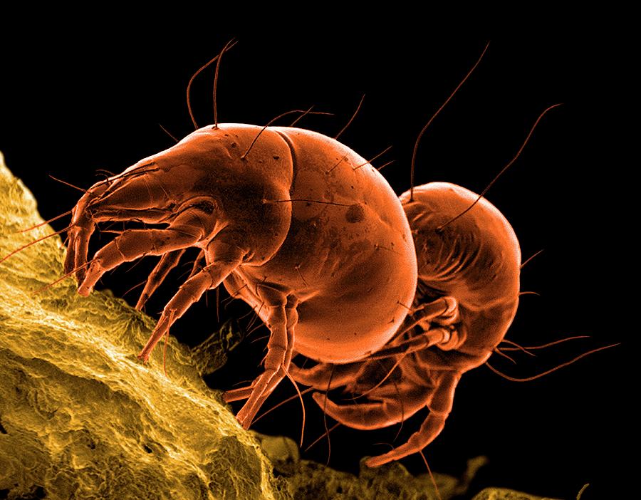 flour-mites-mating-thierry-berrod-mona-lisa-production-science-photo-library.jpg