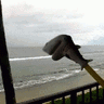 frawally.gif