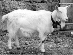 goat.jpg