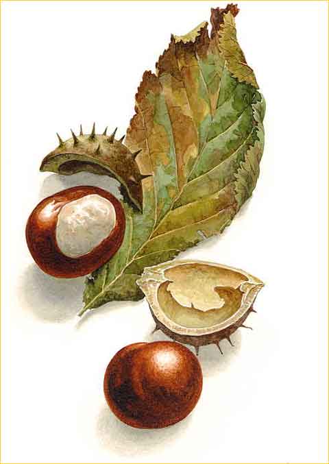 gorringe_conker.jpg