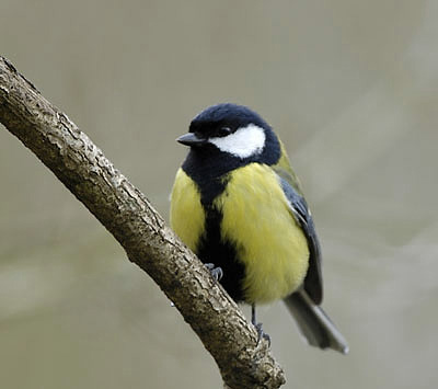 Great-Tit-1.jpg