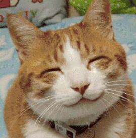 happy_cat.jpg