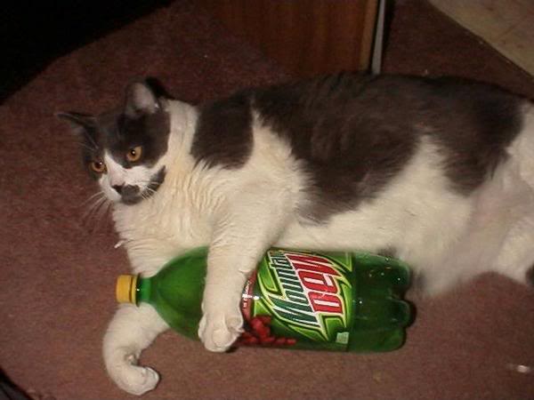 hobbesdew.jpg