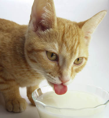 home-remedies-for-cats-5.jpg