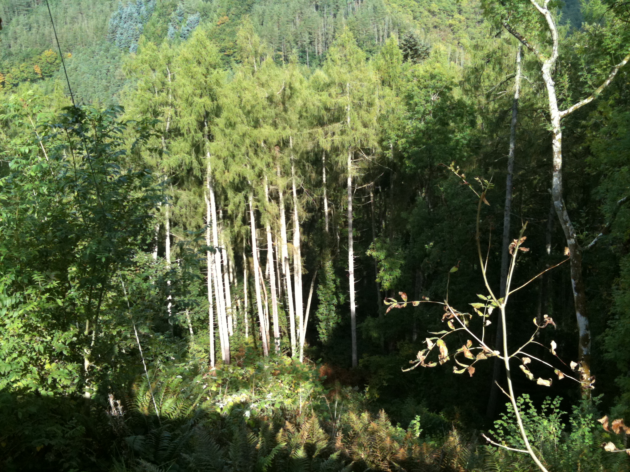 IMG_0551.JPG
