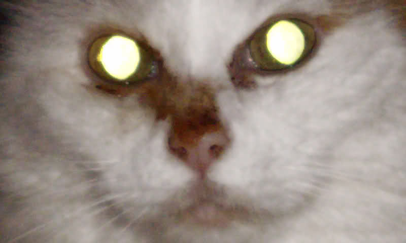 k9l7d.jpg