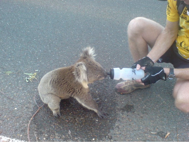koala2.jpg