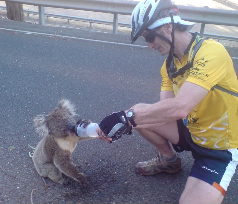 koala3.jpg
