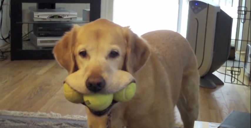 labrador.jpg
