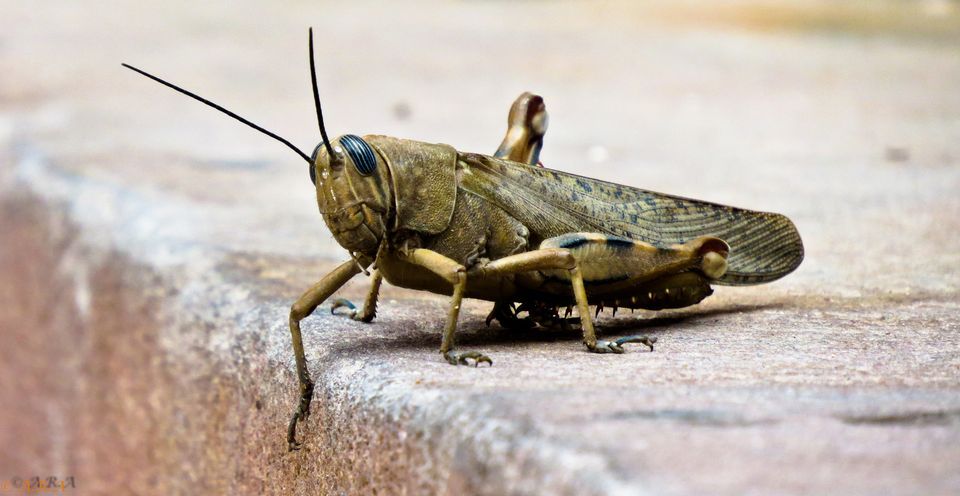 locust_insect.jpeg