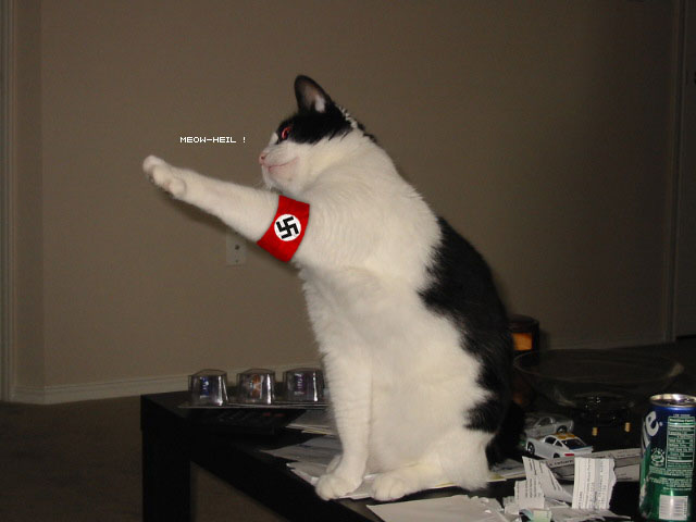 LOLCat-0050.jpg
