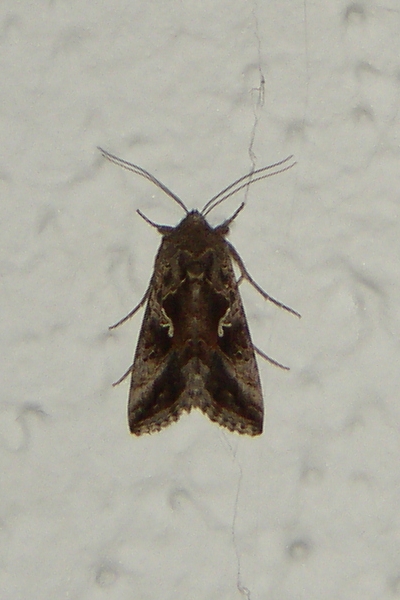 moth%20002.jpg