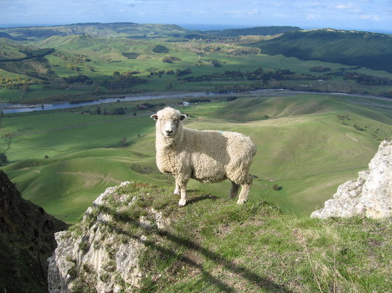 new-zealand.jpg