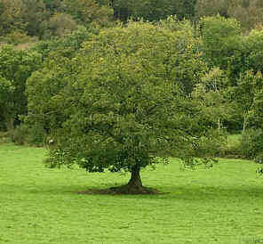 oak_tree.jpg