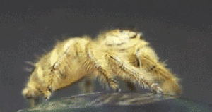 Pfofessors+face+when+_48af63a83039ed3289a7e2ff996c3262.gif