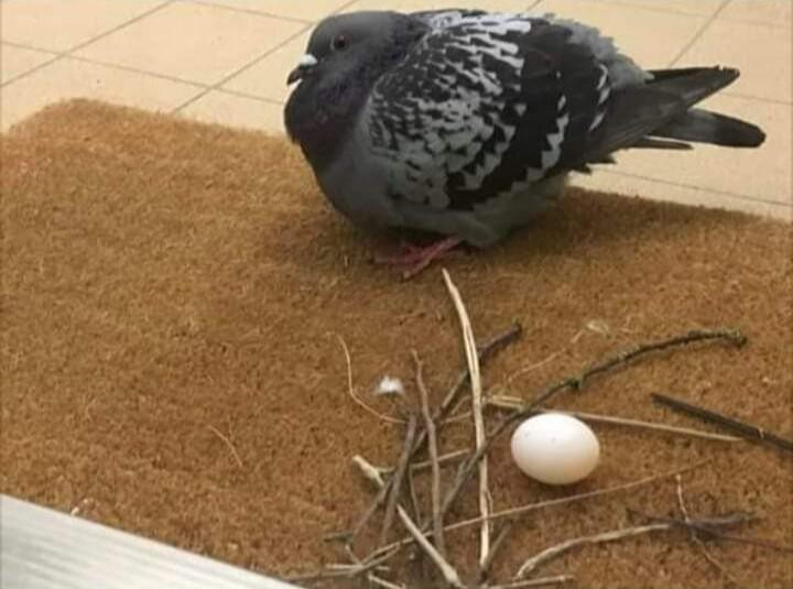 pigeon.jpg
