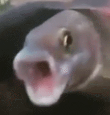 poggerfish.gif