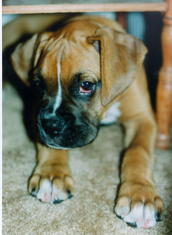 Pup1-Jackson_Boxer_Dog-Puppy.jpg