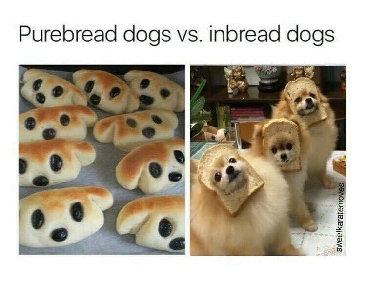 purebread.jpg